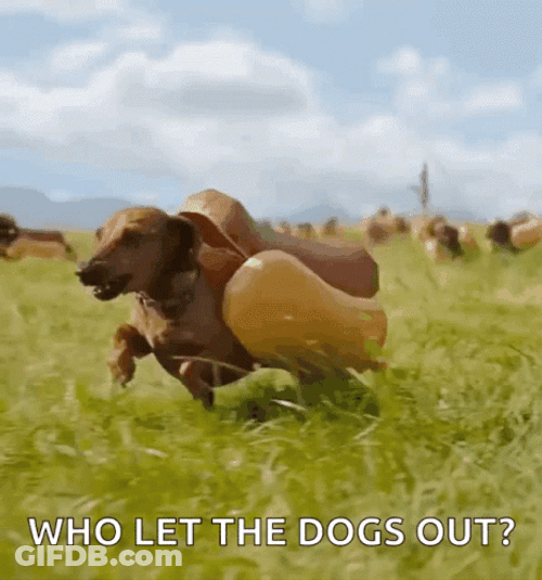 Who Let The Dogs Out Dog Hotdog Bun Funny GIF
