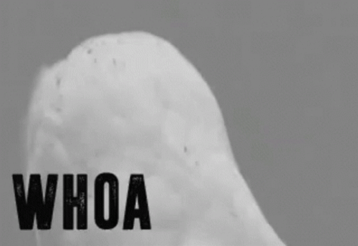Whoa White Owl Shocked Face GIF
