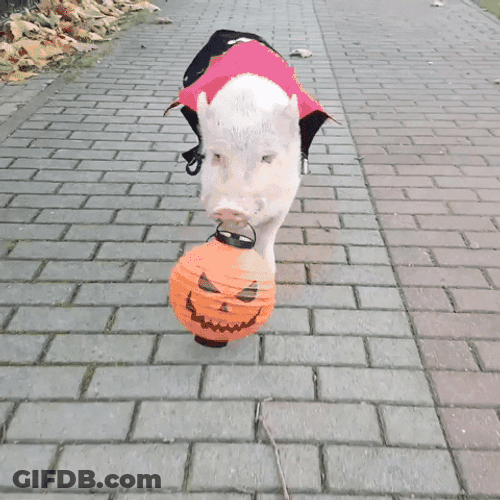 Whoop That Trick Dog Halloween GIF