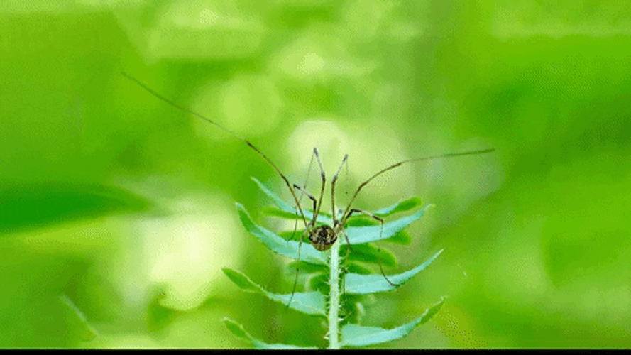 Whos Your Daddy Spider On Leaf GIF