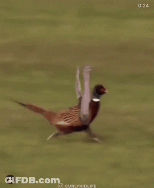 Why Are You Running Frantic Pheasant GIF