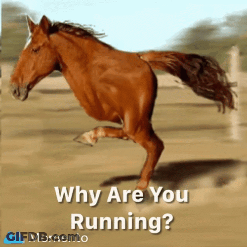Why Are You Running Two Legged Horse Meme GIF