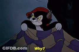 Why Cat GIF