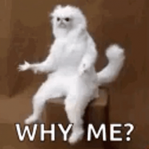 Why Me Complaining Persian Cat Meme GIF