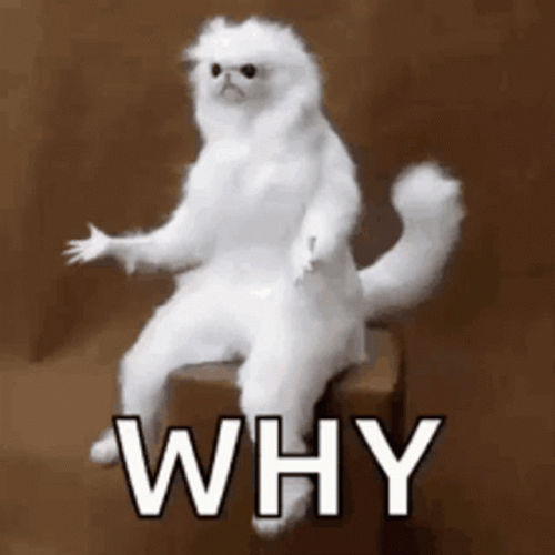 Why Siting White Monkey GIF