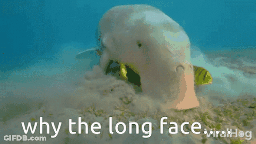 Why The Long Face Manatee GIF