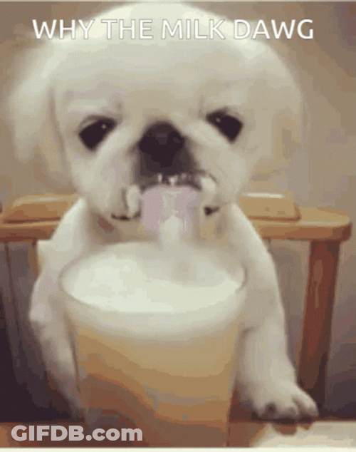 Why The Milk Dawg GIF