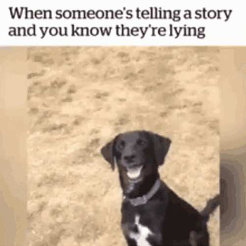 Why You Always Lying Funny Dog Meme GIF