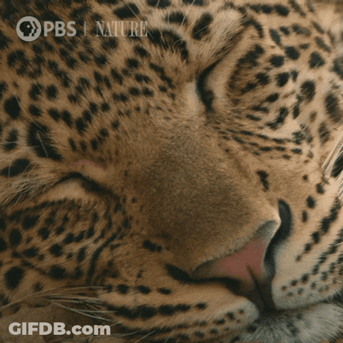 Wide Awake Because It's Funny Holiday GIF