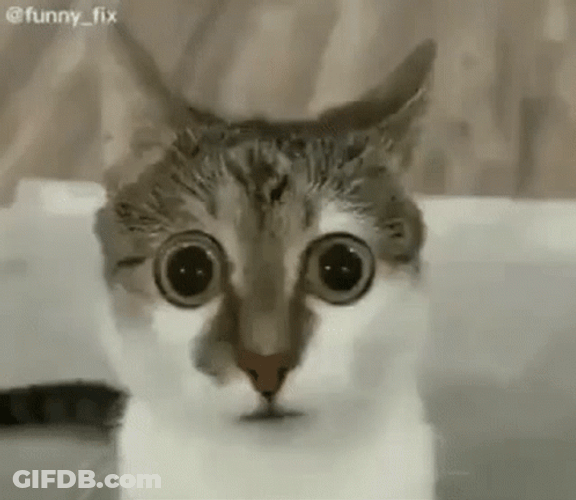 Wide Eyed Cat Hilarious GIF