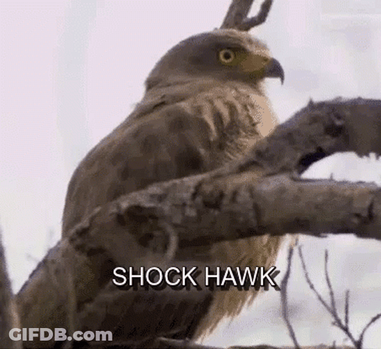 Wide Eyed Shock Hawk GIF