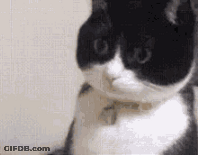 Wide Eyes Confused Tuxedo Cat GIF