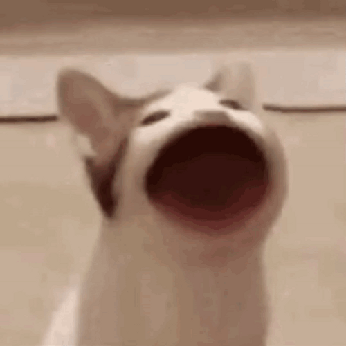 Wide Mouth El Gato Meme GIF