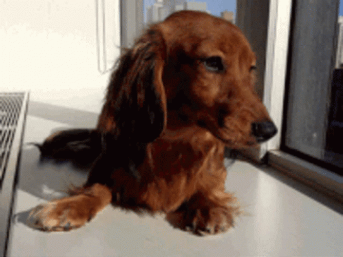 Wiener Dog Long Hair GIF
