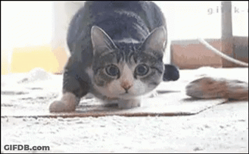 Wiggle GIF