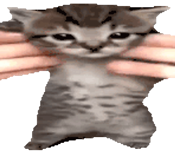Wiggle Cat Wiggle Sticker GIF