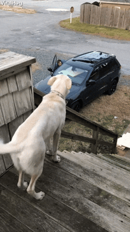 Wiggle Tale Ptsd Dog GIF