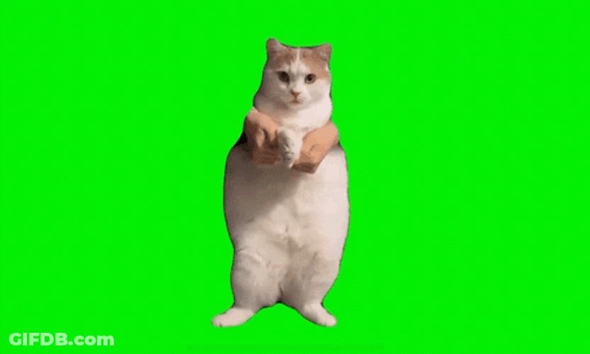 Wiggling Cat Dancing Meme GIF