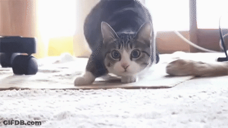 Wiggling Cat Dancing Meme GIF
