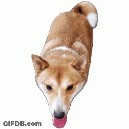 Wiggling Dancing Doge GIF