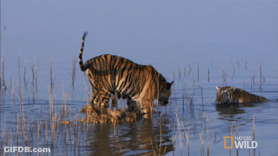 Wild GIF