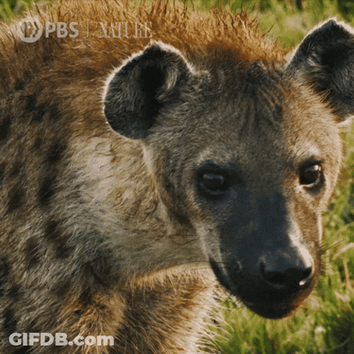 Wild African Hyena GIF