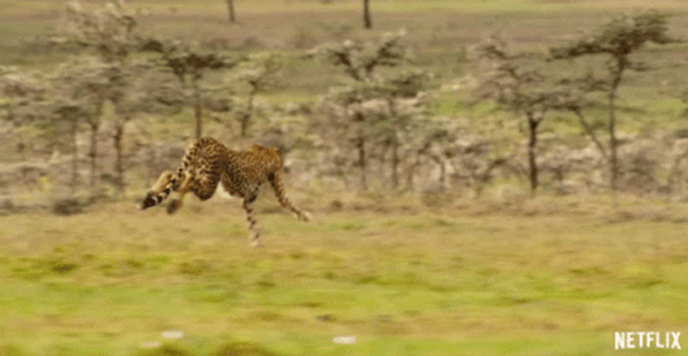 Wild Animals Cheetah Running Faster GIF