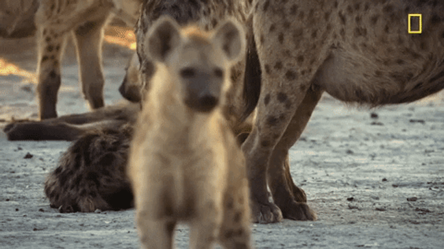 Wild Baby Hyena GIF