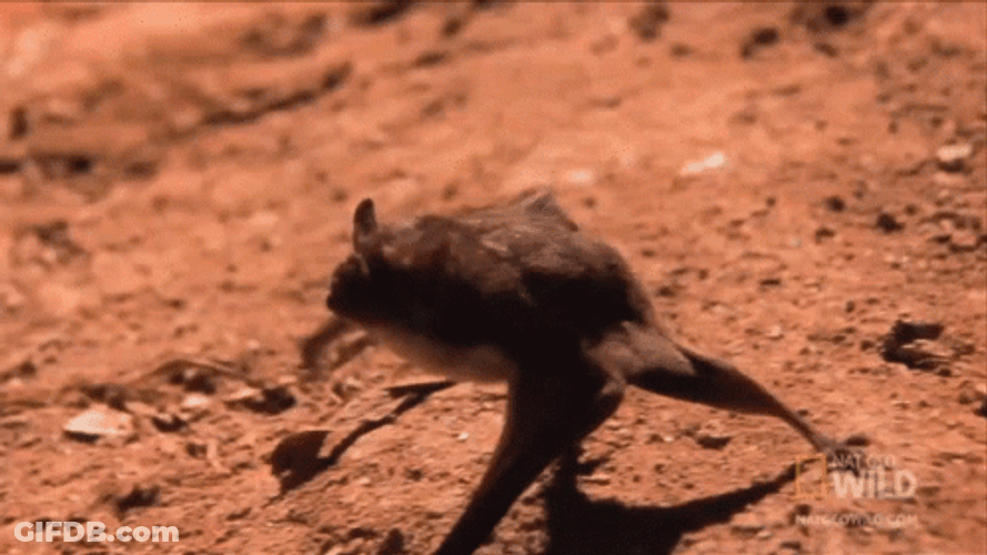 Wild Bat Crawling On The Ground GIF