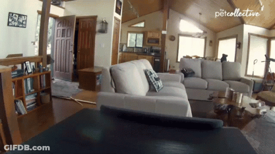 Wild Bear Sneaking In House GIF