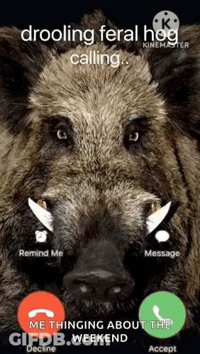 Wild Boar Screenshot Calling Someone GIF