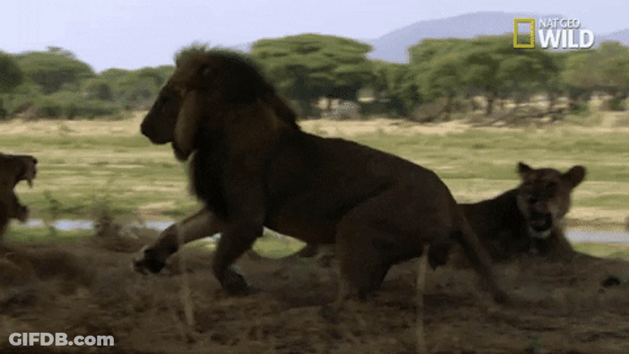 Wild Cat Fight GIF