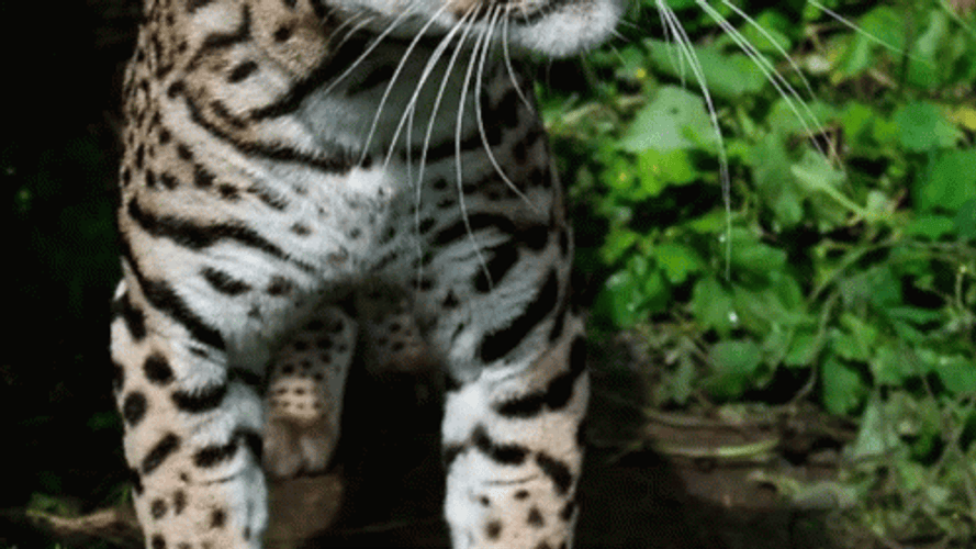 Wild Cat Ocelot Decades GIF