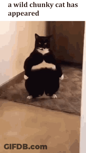 Wild Chunky Cat Standing On Hind Legs GIF