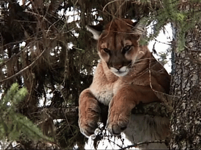Wild Cougar Relaxing On Top Of Tree GIF