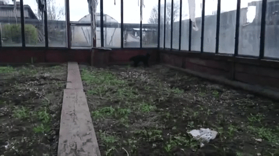 Wild Crazy Cat Breaking Glass GIF