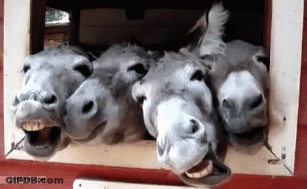 Wild Donkey GIF