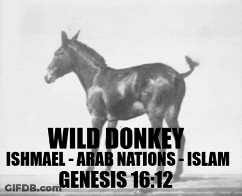 Wild Donkey GIF
