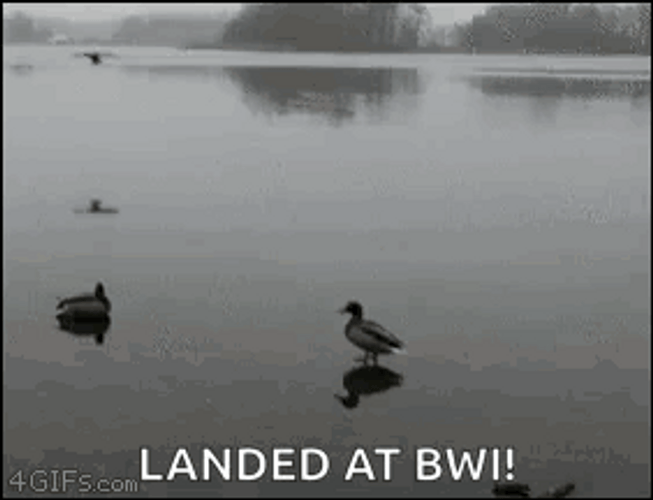 Wild Duck On Ice Landed GIF