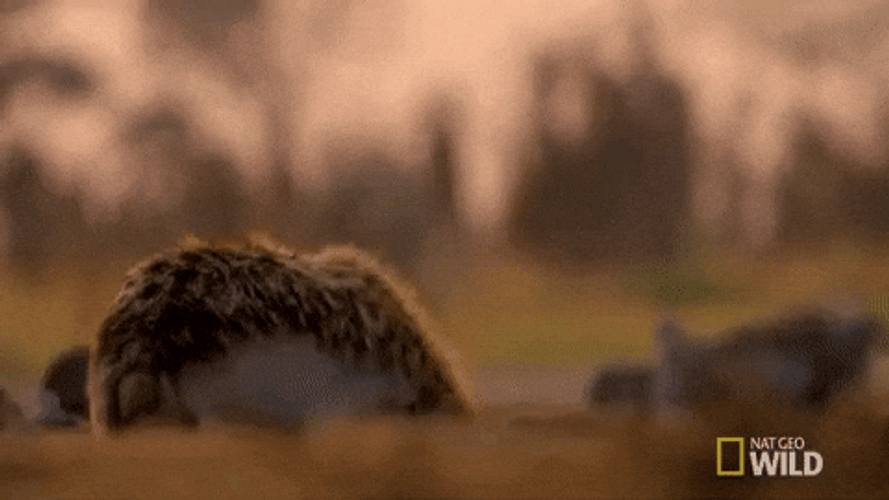 Wild Fearless Hyena GIF