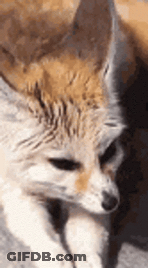 Wild Fennec Fox Licking Mouth GIF