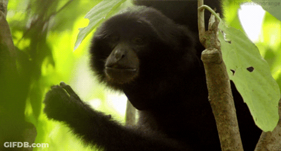 Wild Gibbon Chewing GIF