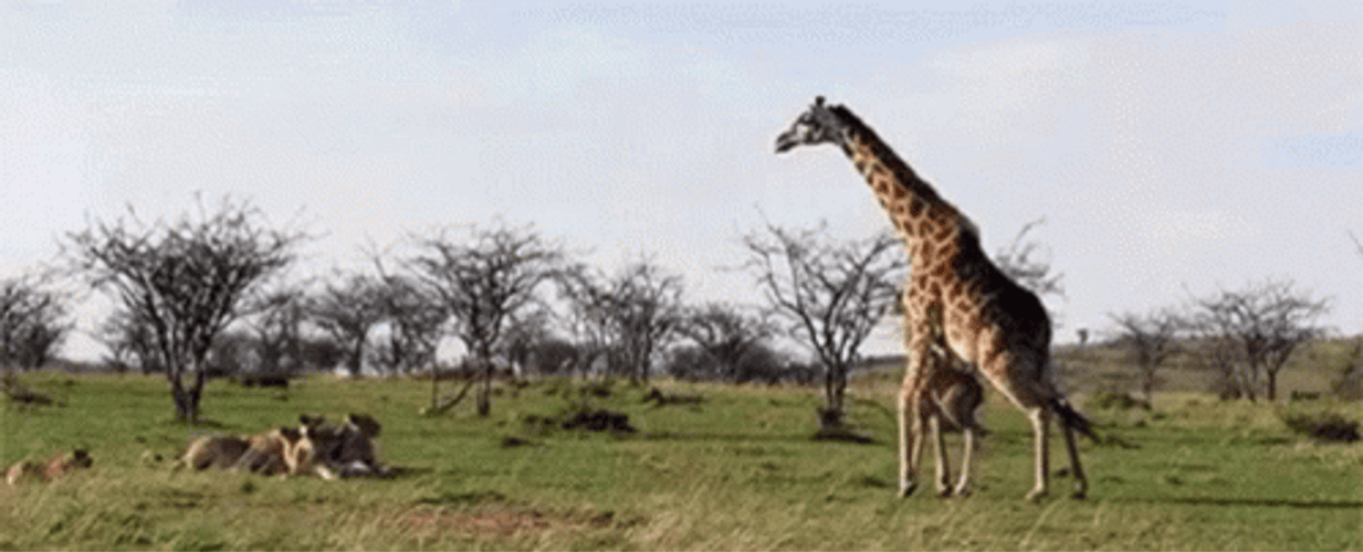 Wild Giraffe Attacking Lions GIF