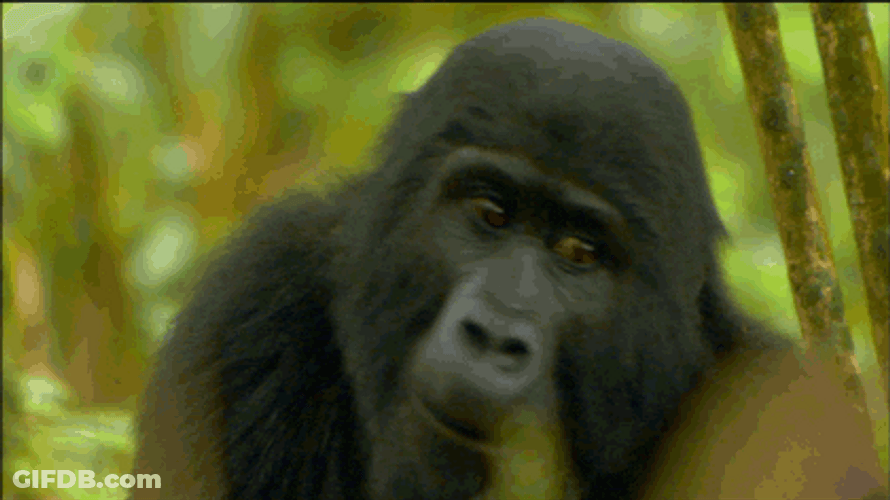 Wild Gorilla Footage GIF