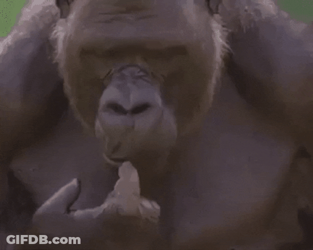 Wild Gorilla Widening Eyes GIF