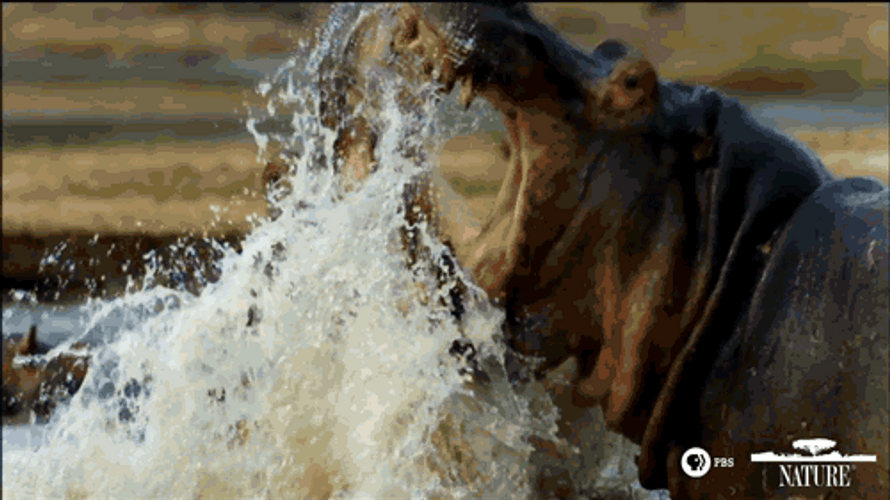 Wild Hungry Hippo Intense Fighting GIF