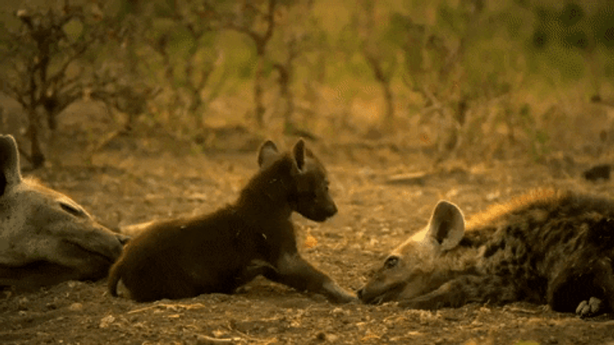 Wild Hyena Family GIF