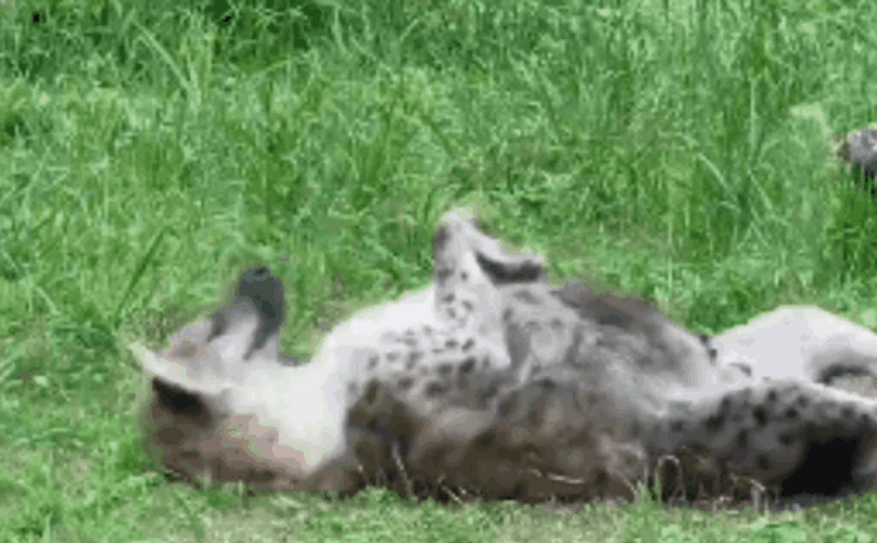 Wild Hyena Goofy GIF