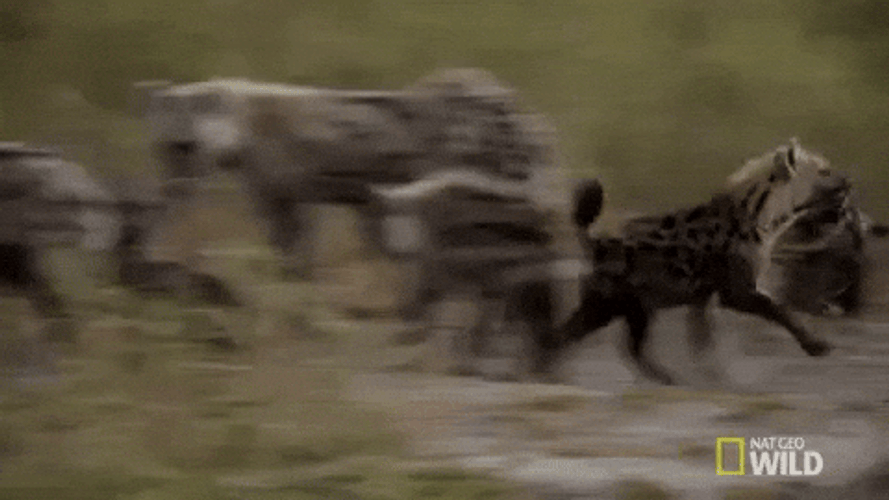 Wild Hyena Scavenger GIF