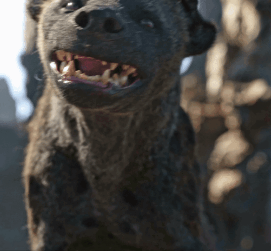 Wild Hyena Spitting GIF
